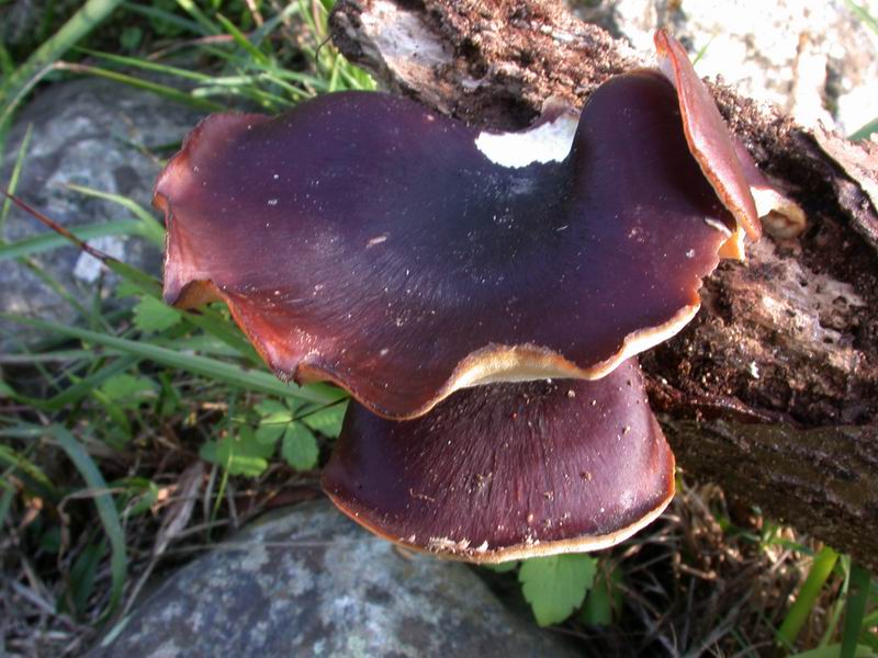 Escursione autunnale in Corsica - 3